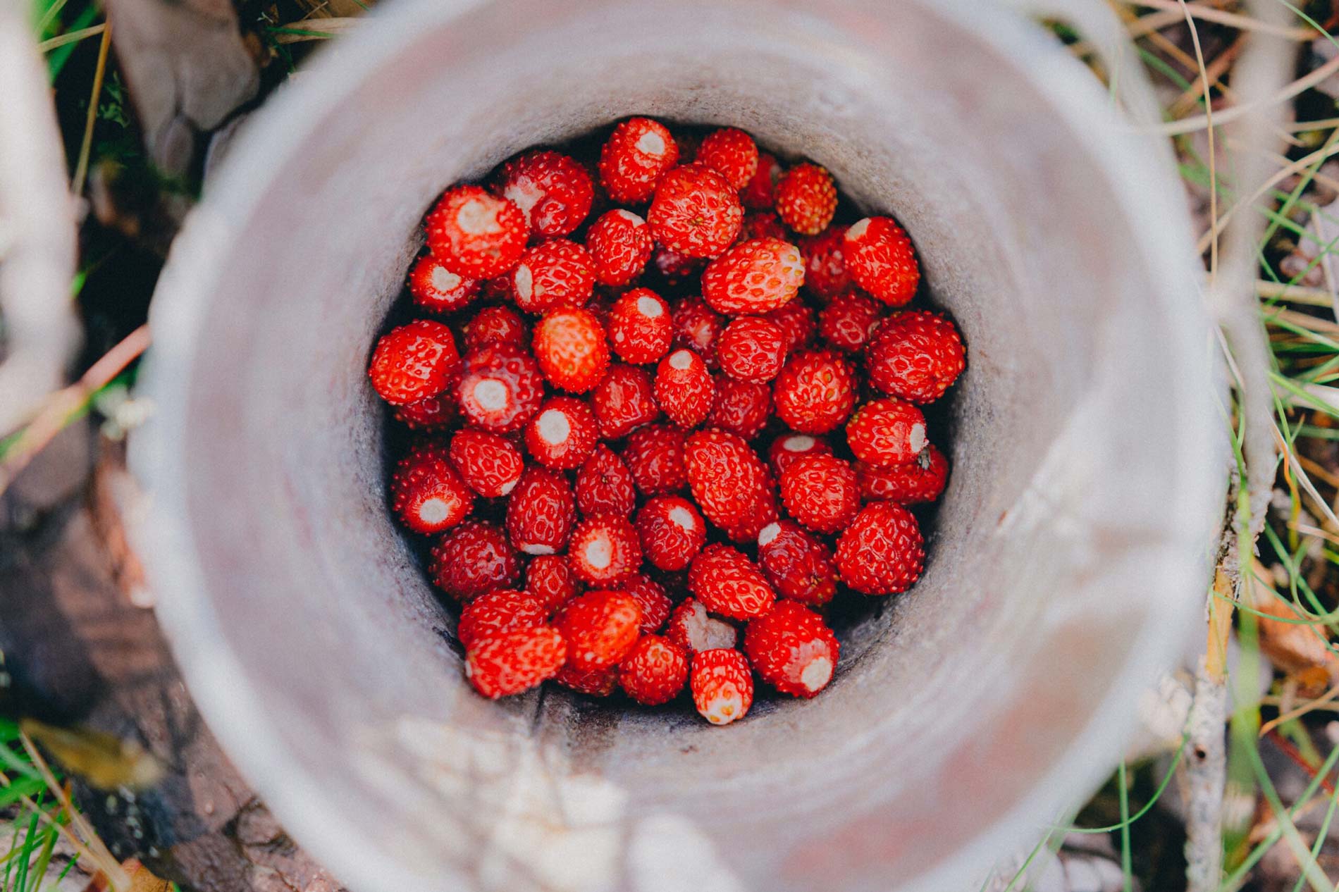 visit corfu corfiot strawberries