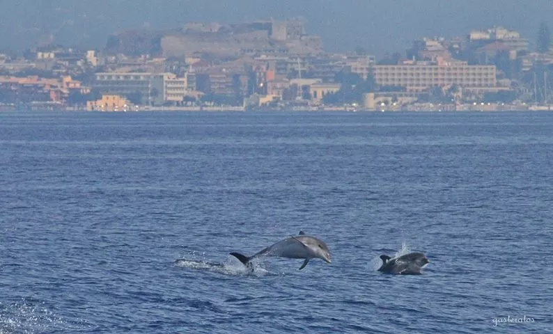 delfinia11502783511